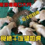 13幼犬一起开饭，斯塔福直接上大食槽，狼吞虎咽肚子吃到爆 mp4