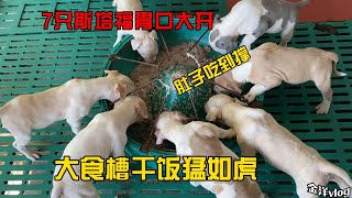 13幼犬一起开饭，斯塔福直接上大食槽，狼吞虎咽肚子吃到爆 mp4