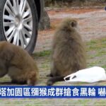 塔塔加園區獼猴成群搶食黑輪 嚇壞遊客｜華視新聞 20220802