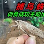 經曆了600多天，終於對捕鳥蛛訓食成功，它也從可愛變得可怕#獵奇 #好奇