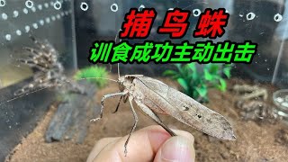 經曆了600多天，終於對捕鳥蛛訓食成功，它也從可愛變得可怕#獵奇 #好奇