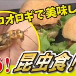 【コオロギを昆虫食に（LBS）】昆虫食ビジネスの新星！コオロギミート