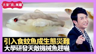 梁思浩分享 澳洲引入食蚊魚成另類生態災難 大學研發天敵機械魚趕嚇 古時鸕鶿捕魚法 – LIVE 大家真瘋Show 梁思浩 韓君婷 李思蓓 20211221