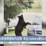 黑熊为觅食受困车内过夜  车主:Subaru变Su-bear-ru【2022.08.09 八度空间华语新闻】