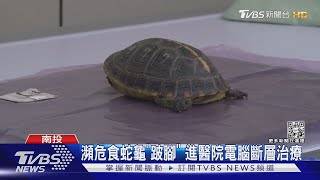 瀕危食蛇龜「跛腳」 進醫院電腦斷層治療｜TVBS新聞