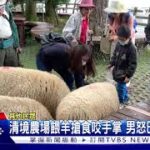 清境農場餵羊搶食咬手掌 男怒巴羊罵髒話｜TVBS新聞