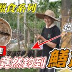 『野外獵食系列』水溝竟然釣到野生鱔魚！！！而且超大尾！！！The ditch even caught wild eel! ! ! And the big tail! ! !