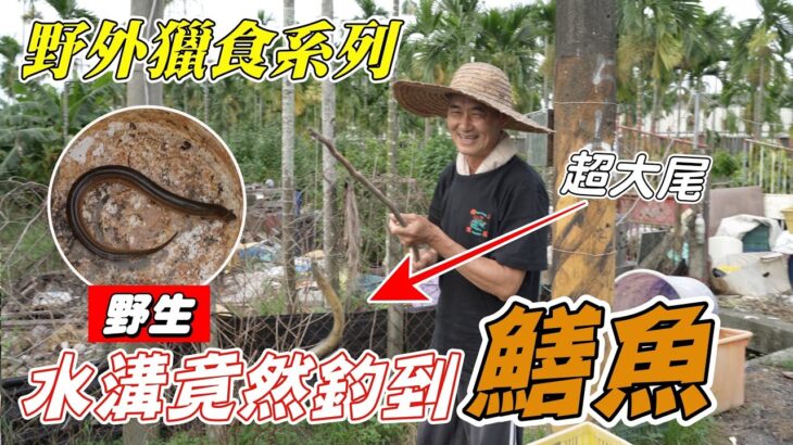 『野外獵食系列』水溝竟然釣到野生鱔魚！！！而且超大尾！！！The ditch even caught wild eel! ! ! And the big tail! ! !