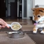 一食に命をかけているヤツの物語｜The story of a guy who puts her life on the line for one meal｜Shiba Inu