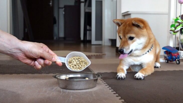 一食に命をかけているヤツの物語｜The story of a guy who puts her life on the line for one meal｜Shiba Inu