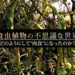 食虫植物の不思議な世界　どのようにして“肉食”になったのか？ | ガリレオX 第102 回