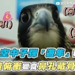 【鳥界空中子彈「遊隼」秘密 高速俯衝獵食鼻孔藏骨頭？】｜@波氏家族popofamily