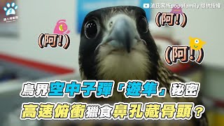 【鳥界空中子彈「遊隼」秘密 高速俯衝獵食鼻孔藏骨頭？】｜@波氏家族popofamily