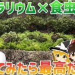 相性抜群！？苔テラリウム×食虫植物、作ってみた！！