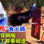 “殺人鳥”食火雞：一腳踢穿鐵板，以“殺人而聞名”，還是恐龍的後代，它真的怎麼恐怖嗎？#牛哥说高能动物