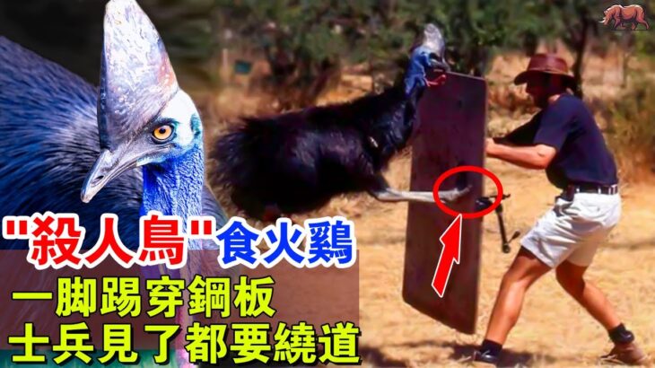 “殺人鳥”食火雞：一腳踢穿鐵板，以“殺人而聞名”，還是恐龍的後代，它真的怎麼恐怖嗎？#牛哥说高能动物