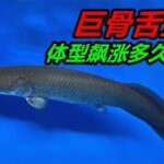 巨骨舌魚長勢喜人，用泥鰍訓食，爭取早日體長破米 #猛魚 #寵物