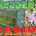 【天然記念物】世界でここだけ！？幻の食虫植物に会いに行く！