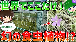 【天然記念物】世界でここだけ！？幻の食虫植物に会いに行く！