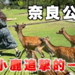 鹿比人還要多的公園！給它們投食小鹿還會“鞠躬”感謝？