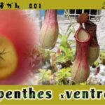 【食虫植物図鑑#001】Nepenthes ×ventrata  *  ネペンテス ベントラータ【日本最強の普及種】