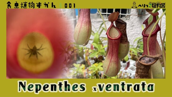 【食虫植物図鑑#001】Nepenthes ×ventrata  *  ネペンテス ベントラータ【日本最強の普及種】