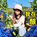 在法国酿红酒，一天挑拣3000公斤葡萄，采摘酿造全靠手 | 葡萄酒 | 酒庄 | 红酒 | 农村 | 户外 | 美食 |