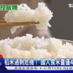 稻米過剩危機! 每人年食米量40年來腰斬一半｜十點不一樣20220902