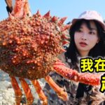 在法国赶海，海沟里抓5斤重蜘蛛蟹，撬个生蚝就地海鲜餐 | 法国 | 乡村 | 户外 | 螃蟹 | 趕海 | 生蚝 |