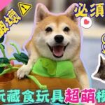 奈奈又來當農夫啦!玩藏食田玩具順便破壞田!?｜奈家日常｜【柴犬Nana(奈奈)和阿楞】