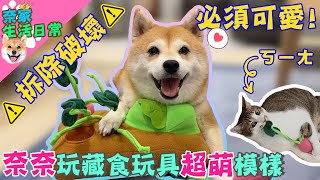 奈奈又來當農夫啦!玩藏食田玩具順便破壞田!?｜奈家日常｜【柴犬Nana(奈奈)和阿楞】