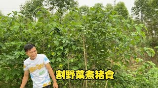 男一号在割野菜煮猪食，男二刚回村男一号就卸任给他，这下轻松了【男一號R】