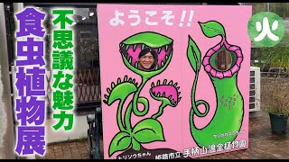 火曜【食虫植物展】食虫植物はやっぱり面白い！ウツボカズラやハエトリソウ以外でもユニークな世界の食虫植物がいっぱい【手柄山温室植物園】