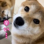 ダイエット食にした途端急に切なそうな顔を浮かべる柴犬が可愛い