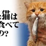 知られざる野良猫の食生活