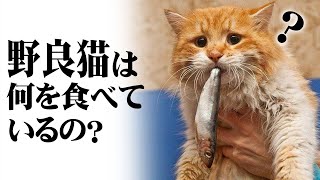 知られざる野良猫の食生活