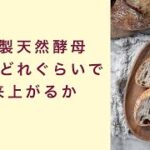 【自家製天然酵母】酵母はどれぐらいで出来上がるのか　起業　コーチング　コンサルティング　オンライン講座