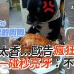 歐告護食「香噴噴烤雞」爸一伸手秒亮牙：不准吃😡｜寵物動物｜狗狗｜精選影片