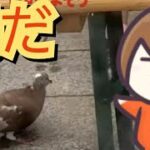 【幕末志士】食レポ中に鳩を撮る坂本