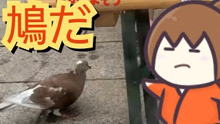 【幕末志士】食レポ中に鳩を撮る坂本