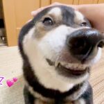 ぼく偉い？！もっと褒めて！！たまにしか完食しない柴犬の態度が可愛すぎた