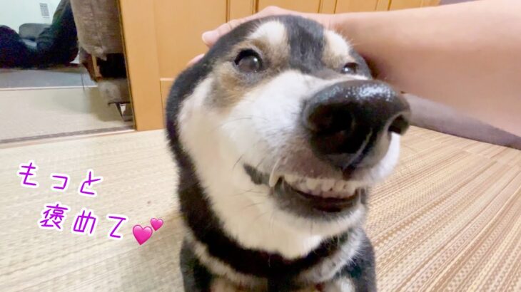 ぼく偉い？！もっと褒めて！！たまにしか完食しない柴犬の態度が可愛すぎた