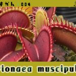 【食虫植物図鑑#004】ハエトリソウ * Dionaea muscipula【食虫植物の代表格！】ハエトリグサ・ハエジゴク・パックンフラワー