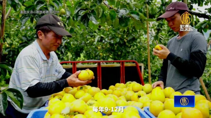 10月食柿正當季 嘉義番路鄉脆柿鮮紅上柿