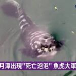 日月潭出現”死亡泡泡” 魚虎大軍出沒覓食｜華視新聞 20221021