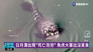 日月潭出現”死亡泡泡” 魚虎大軍出沒覓食｜華視新聞 20221021