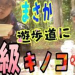 令和4年10月13日食、毒18種類の茸をスペシャリストに学ぶ✌️ハエトリシメジは最高に美味しかった！