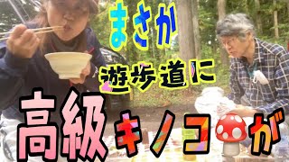 令和4年10月13日食、毒18種類の茸をスペシャリストに学ぶ✌️ハエトリシメジは最高に美味しかった！