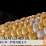 [中国三农报道]北京：鲜食玉米大量上市|农业致富经 Agriculture And Farming