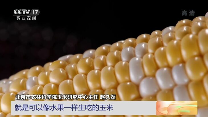 [中国三农报道]北京：鲜食玉米大量上市|农业致富经 Agriculture And Farming